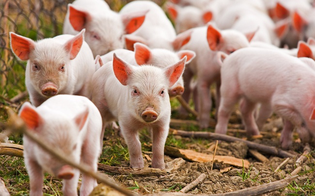 Tập đoàn Thái Lan muốn hủy niêm yết công ty đang thu về hàng tỷ USD mỗi năm từ bán cám, thịt lợn, xúc xích… tại Việt Nam