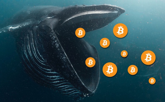 Số lượng ‘cá voi bitcoin’ vừa sụt giảm xuống mức thấp đáng kể